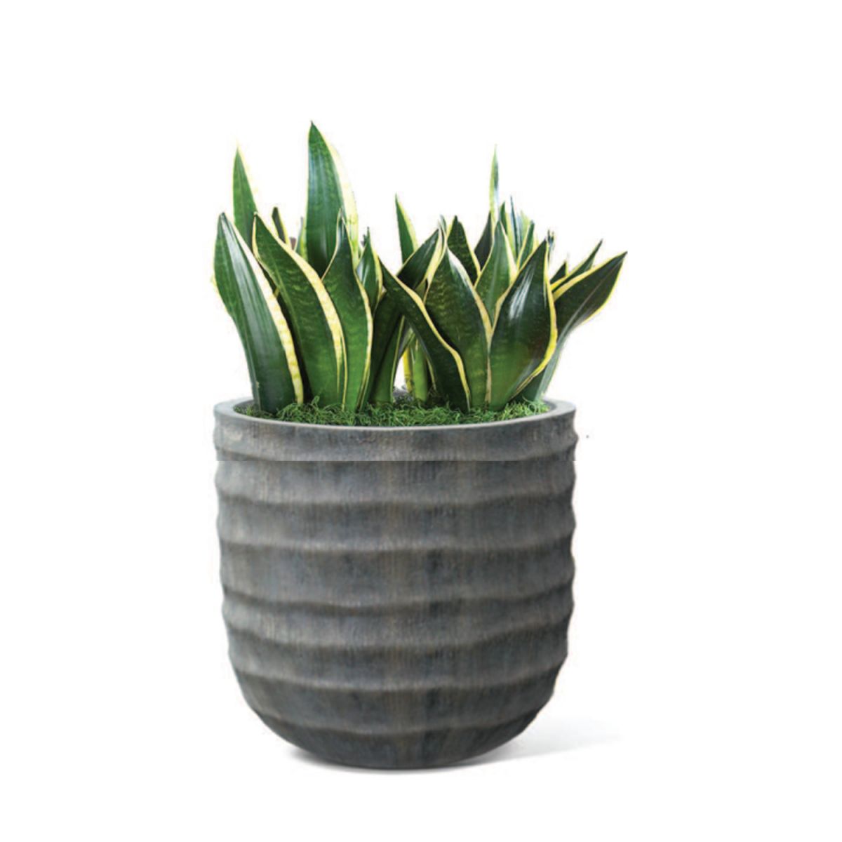 Flower Pot East Great Malvern | size: Length: 55cm, Width: 55cm, Height: 57cm, Diameter: 55cm | color: Gray | image: 2 | variant: 1005444